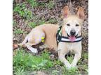 Adopt BT-Junior (Pauly) a Carolina Dog / Mixed Breed (Medium) / Mixed dog in