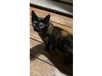 Adopt Diana a Domestic Shorthair / Mixed (short coat) cat in Brownwood