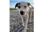 Adopt Toledo a Boxer / Labrador Retriever / Mixed dog in Van Wert, OH (36179810)