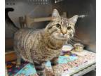 Adopt Kitty Cat a Domestic Shorthair / Mixed (short coat) cat in Ladysmith