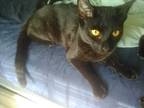 Adopt Shadow (Jet Black Litter) a All Black Domestic Shorthair (short coat) cat