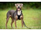 Adopt Sadie a Gray/Blue/Silver/Salt & Pepper Pit Bull Terrier dog in Warner