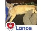 Adopt Lance a Orange or Red (Mostly) Domestic Shorthair cat in Hicksville