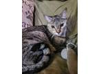Adopt Echo a Brown or Chocolate (Mostly) Domestic Shorthair (short coat) cat in