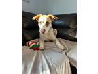 Adopt Cayanne Waller a Tan/Yellow/Fawn - with White Labrador Retriever dog in