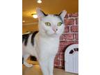 Adopt Simone a Black & White or Tuxedo Domestic Shorthair (short coat) cat in