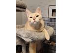 Adopt Buffy a Orange or Red Tabby Domestic Shorthair (short coat) cat in
