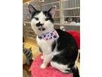 Adopt Cowboy a Black & White or Tuxedo Domestic Shorthair (short coat) cat in