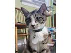 Adopt Levi a Brown Tabby Domestic Shorthair (short coat) cat in East Brunswick
