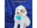 F1b Mini Goldendoodle M #3