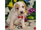 F1b Mini Goldendoodle M #4