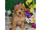 F1b Mini Goldendoodle f #1