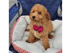 F1b Mini Goldendoodle M 1