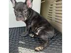 French Bulldog Puppy for sale in Valrico, FL, USA