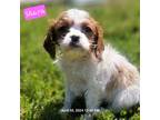 Cavalier King Charles Spaniel Puppy for sale in Kirby, AR, USA