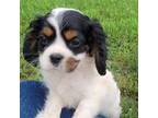 Cavalier King Charles Spaniel Puppy for sale in Kirby, AR, USA