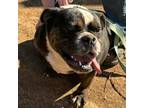 Olde English Bulldogge Puppy for sale in Nashville, TN, USA