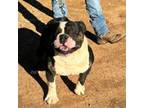 Olde English Bulldogge Puppy for sale in Nashville, TN, USA