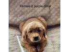 Golden Retriever Puppy for sale in Guffey, CO, USA