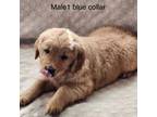 Golden Retriever Puppy for sale in Guffey, CO, USA