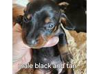 Dachshund Puppy for sale in Roberts, MT, USA