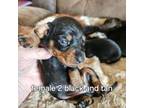Dachshund Puppy for sale in Roberts, MT, USA