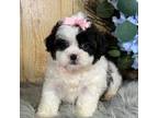 Shih Tzu Puppy for sale in Duncan, OK, USA