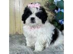 Shih Tzu Puppy for sale in Duncan, OK, USA