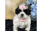 Shih Tzu Puppy for sale in Duncan, OK, USA