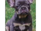 French Bulldog Puppy for sale in Miami, FL, USA