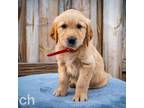 Golden Retriever Puppy for sale in Oshkosh, WI, USA