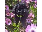 Poodle (Toy) Puppy for sale in Sacramento, CA, USA