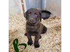 Labrador Retriever Puppy for sale in Neosho, MO, USA