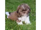 Shih Tzu Puppy for sale in Mercer, PA, USA