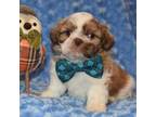 Shih Tzu Puppy for sale in Mercer, PA, USA