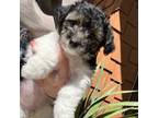Mutt Puppy for sale in Lompoc, CA, USA