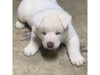 Akita Puppy for sale in Dalton, GA, USA