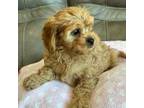 Cavapoo Puppy for sale in Springfield, MO, USA