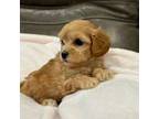 Cavapoo Puppy for sale in Springfield, MO, USA