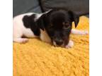 Parson Russell Terrier Puppy for sale in Dade City, FL, USA