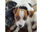 Parson Russell Terrier Puppy for sale in Dade City, FL, USA