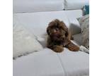 Shih Tzu Puppy for sale in Live Oak, FL, USA