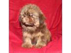 Shih Tzu Puppy for sale in Live Oak, FL, USA