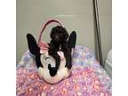 Mutt Puppy for sale in Shreveport, LA, USA