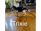 Trixie