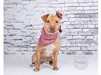 Boo, Terrier (unknown Type, Medium) For Adoption In Tuscaloosa, Alabama