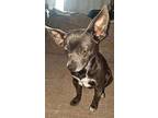 Sofie, Rat Terrier For Adoption In Hebron, Kentucky