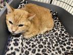 Jack, Domestic Shorthair For Adoption In Oshkosh, Wisconsin