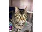 Ryan Jacobs (jasper) (noodle), Domestic Shorthair For Adoption In Baltimore
