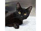 Ona, Domestic Shorthair For Adoption In Des Moines, Iowa